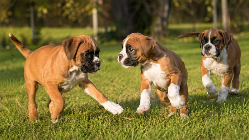 Allevamento Cuccioli di Boxer a Milano